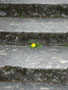 neighborhood stair dandelion.JPG